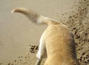 Verschillende betekenissen van een kwispelende hond