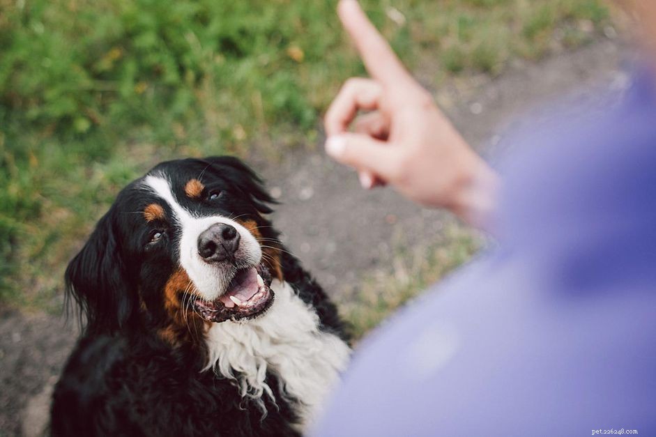 Comment dresser votre chien sourd