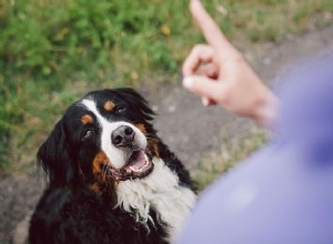 Hoe u uw dove hond traint