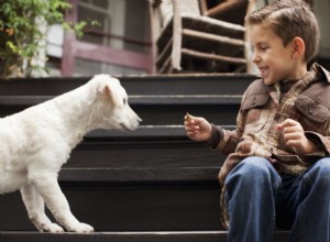 あなたの犬を解決する方法子供の恐怖 