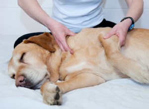 Jak pečovat o zraněného psa
