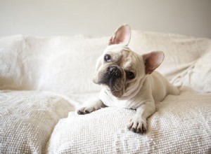 エッセンシャルオイルは犬にとって安全ですか？ 