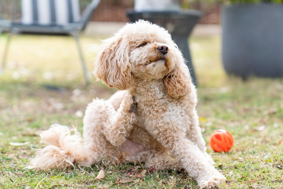 かゆみを伴う犬のための7つの自然な家庭療法 