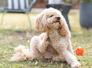 かゆみを伴う犬のための7つの自然な家庭療法 