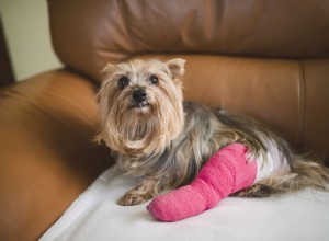 犬の一般的な怪我とその治療法 