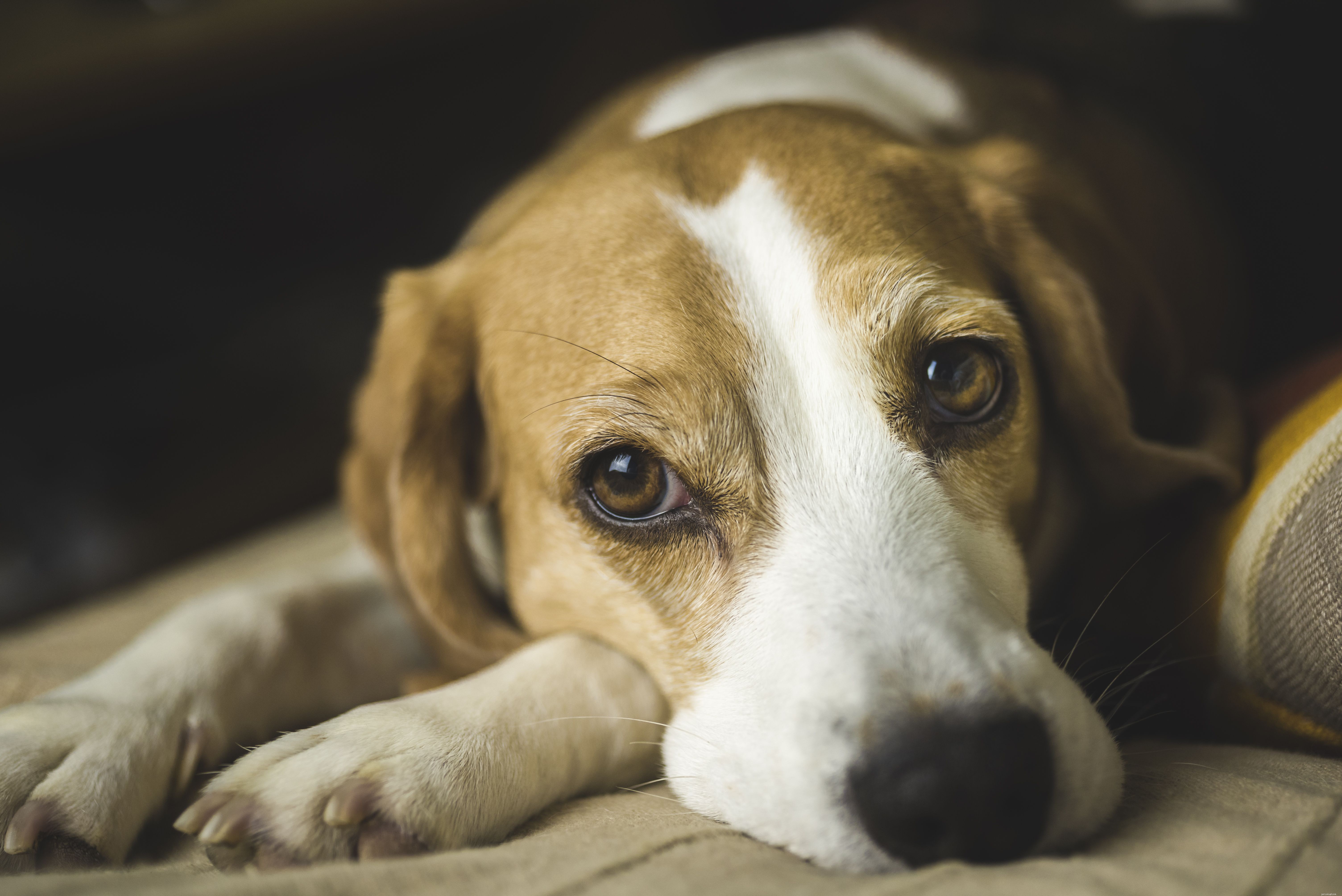 Blessures courantes chez les chiens et comment les traiter
