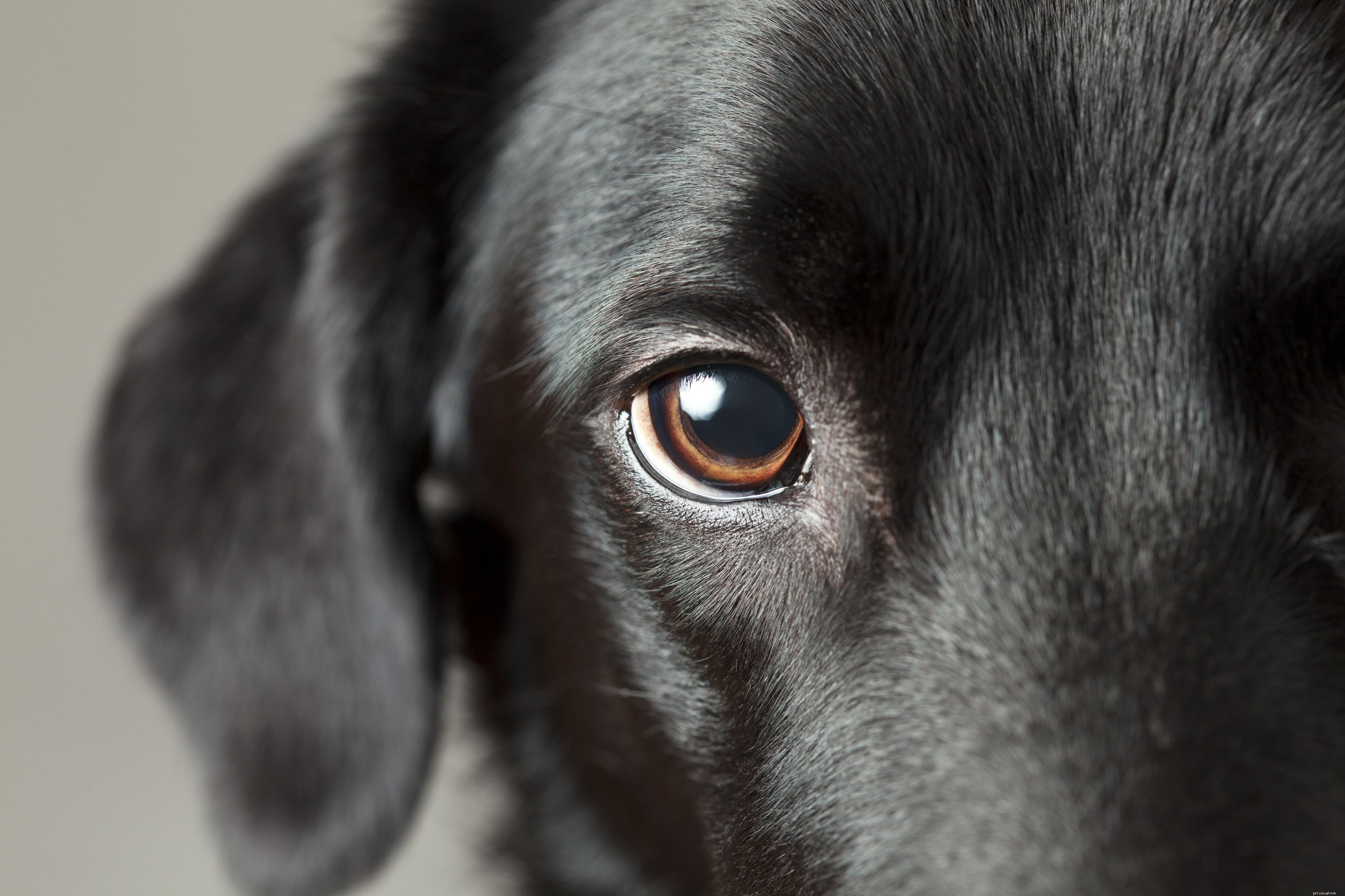 Blessures courantes chez les chiens et comment les traiter