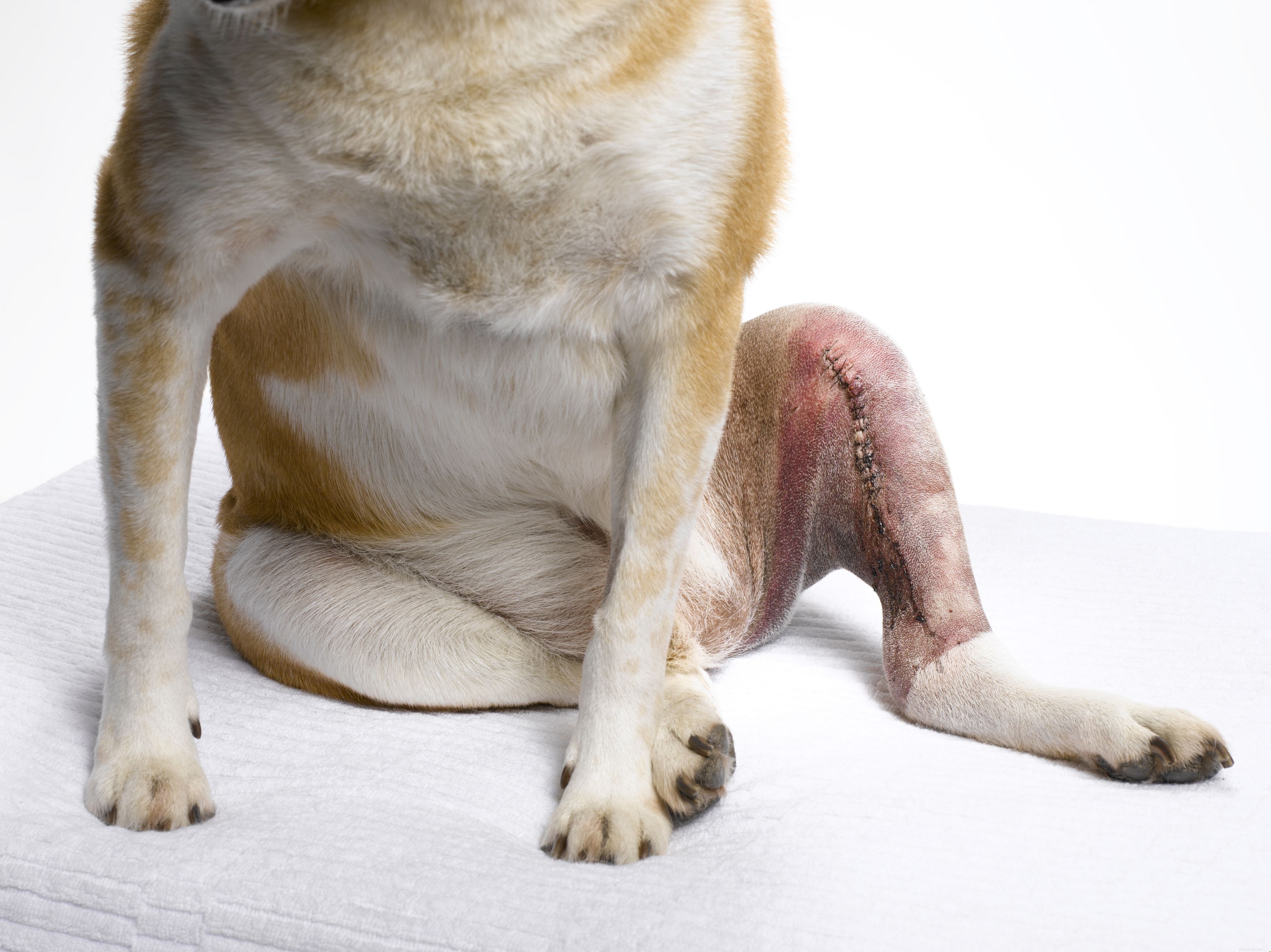 Lesões comuns em cães e como tratá-las