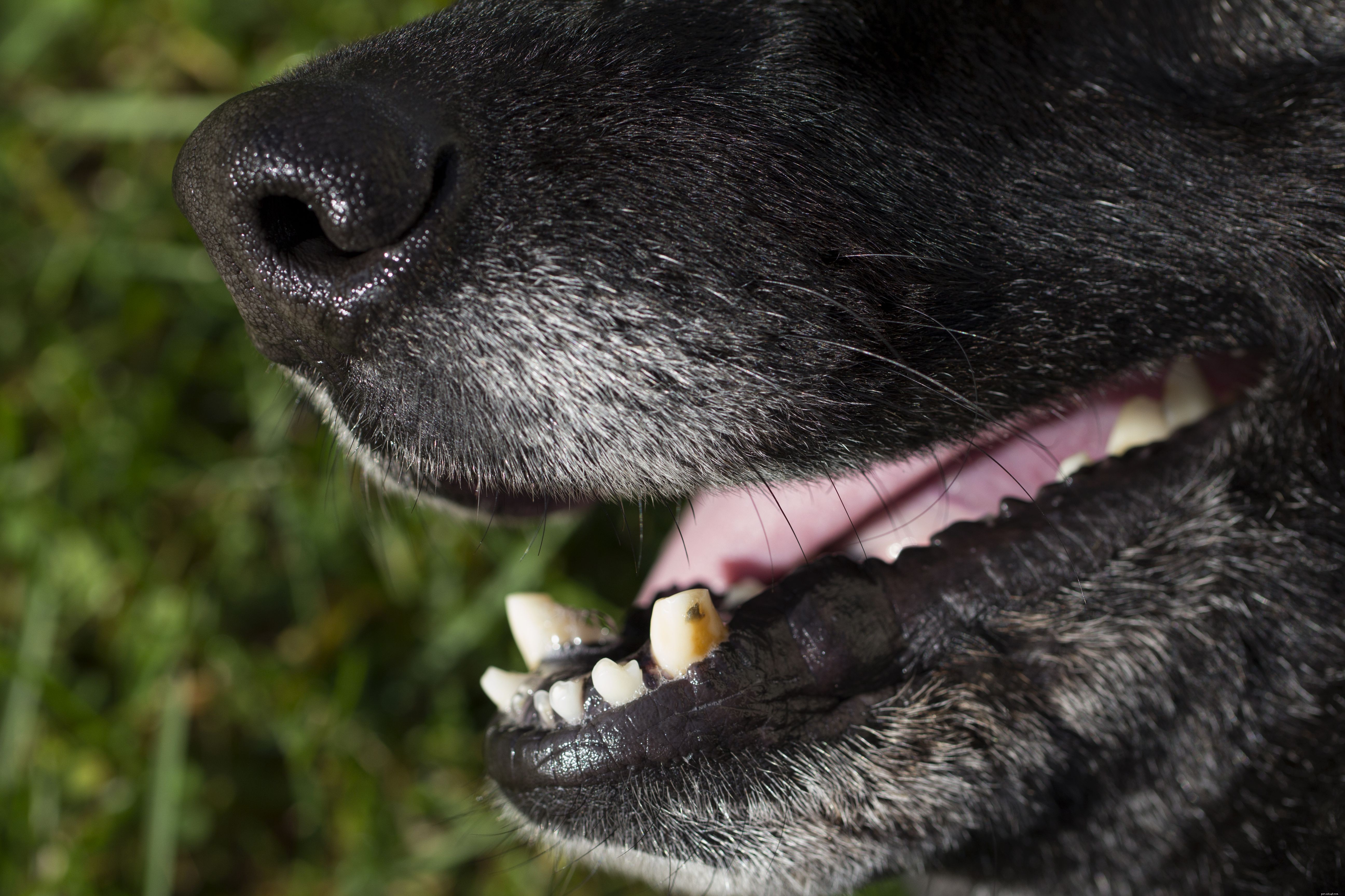 Vanliga skador hos hundar och hur man behandlar dem