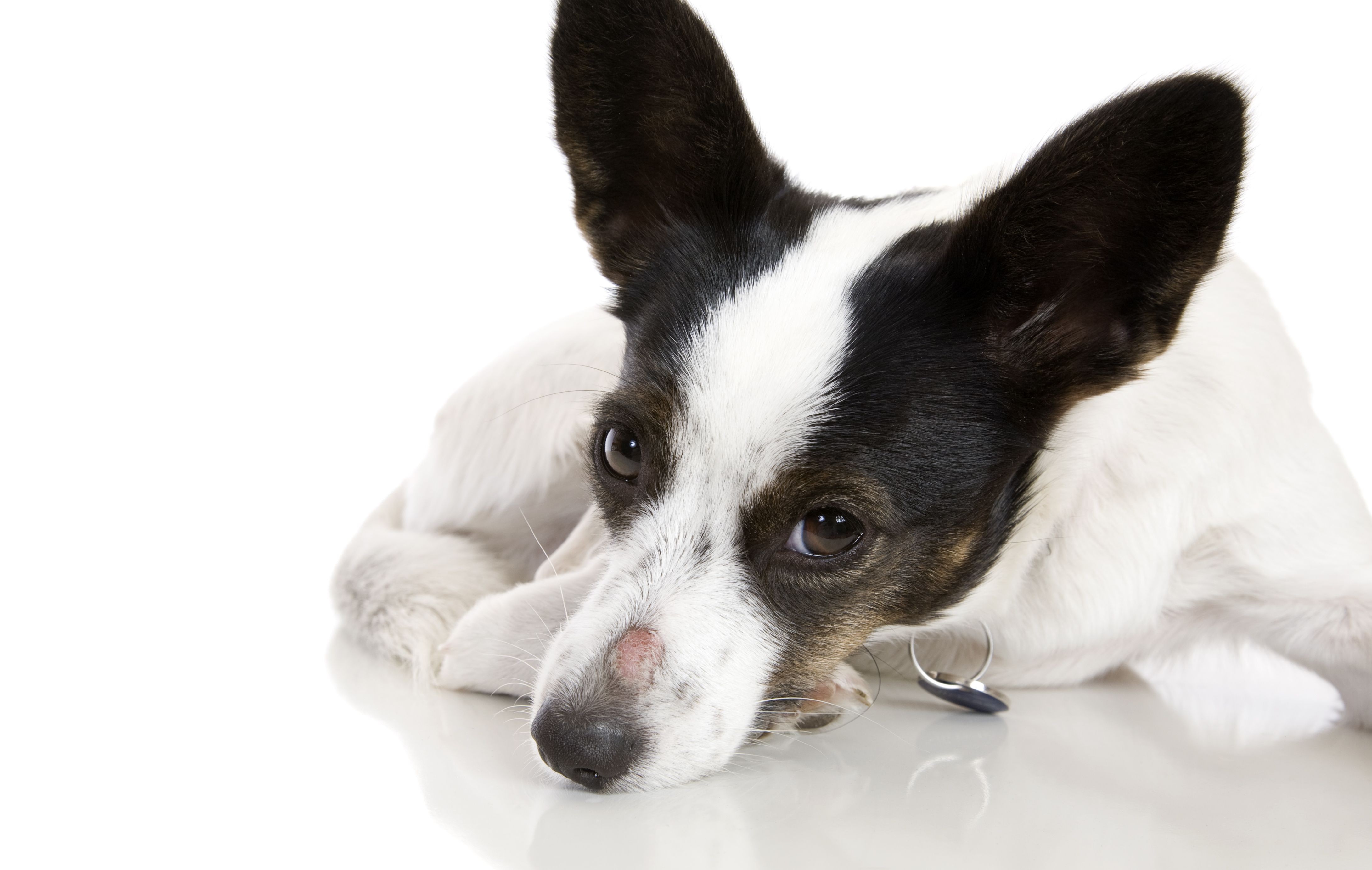 Vanliga skador hos hundar och hur man behandlar dem
