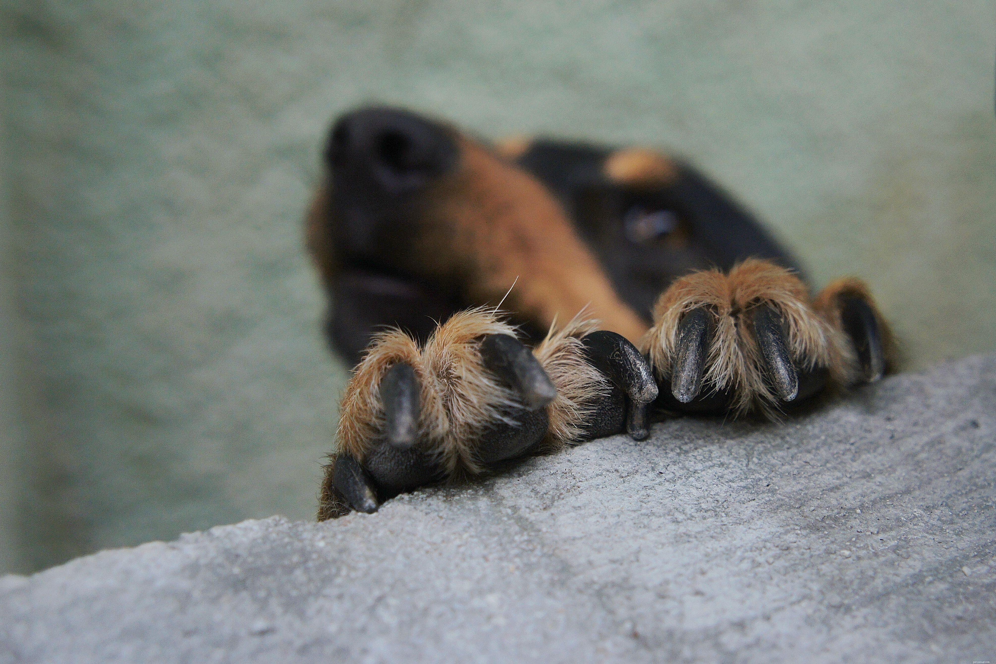 Lesioni comuni nei cani e come trattarli