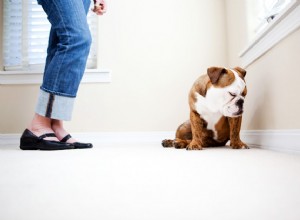 Keppra pour contrôler les convulsions chez les chiens