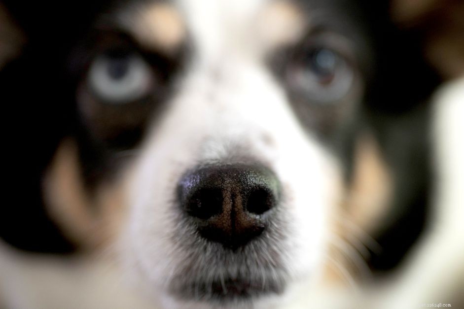 강아지 코가 건강에 대해 알 수 있는 것(그리고 말할 수 없는 것)