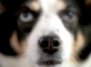 O que um nariz de cachorro pode (e não pode) dizer sobre sua saúde