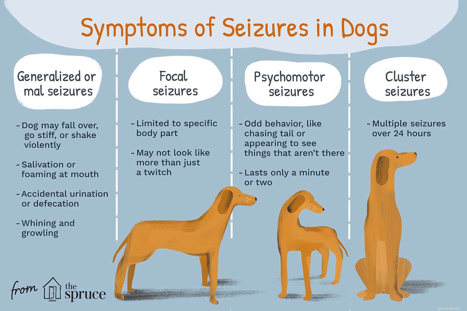 Anfall hos hundar:symtom, orsaker och behandling