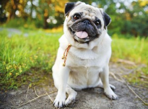 Gardez votre chien en bonne santé