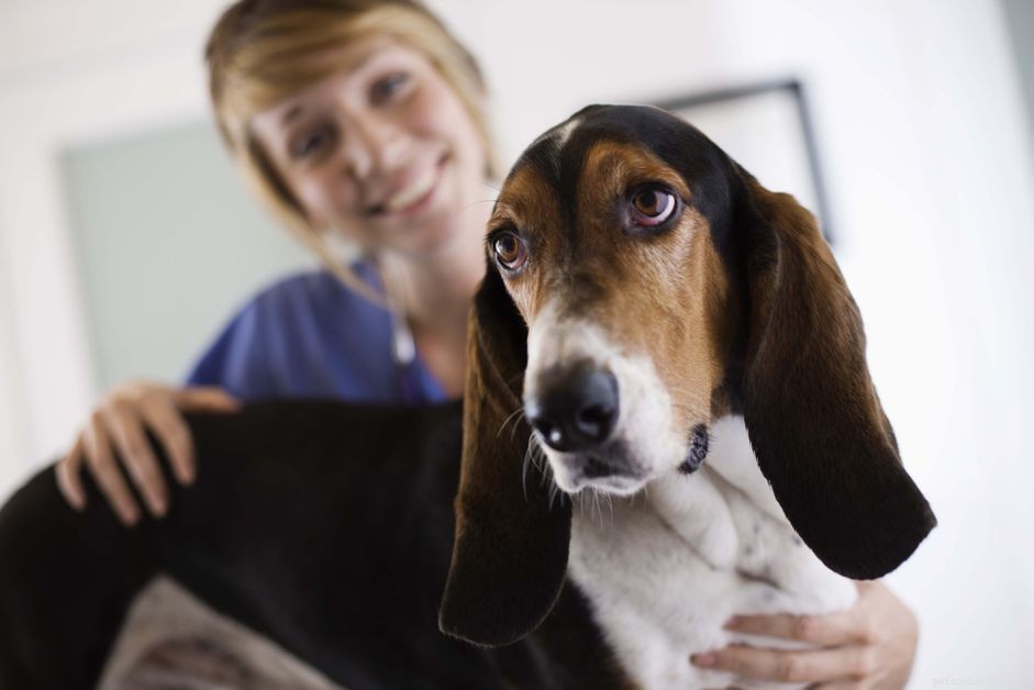 10 problemas comuns de saúde canina