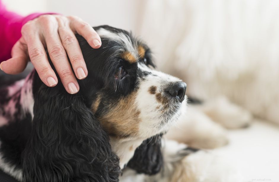 Sinais e causas de artrite em cães