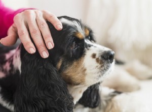 Sinais e causas de artrite em cães