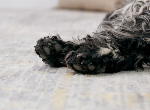 강아지 발에서 옥수수 칩 냄새가 나는 이유는 무엇입니까?