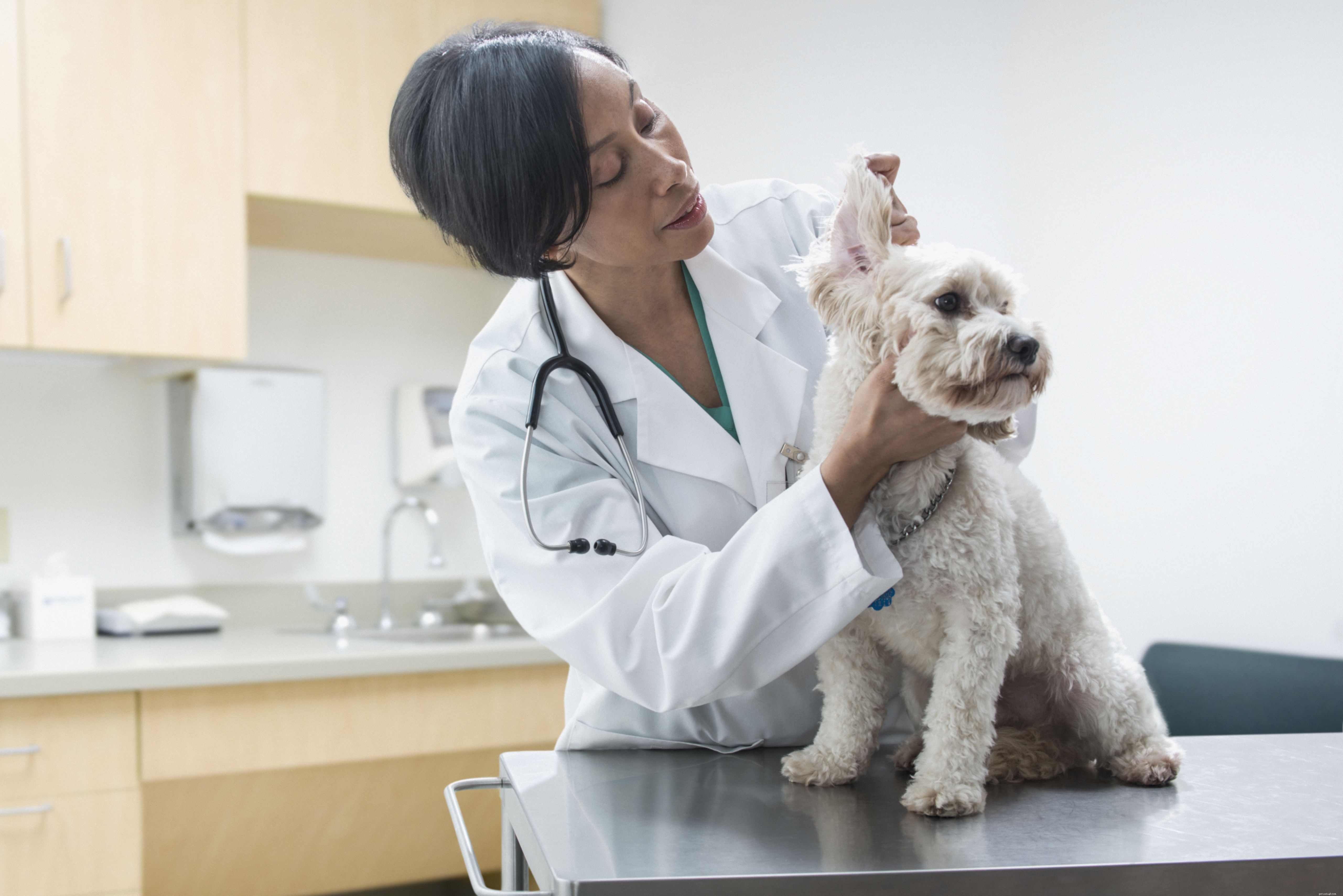 10 problemas comuns de saúde canina