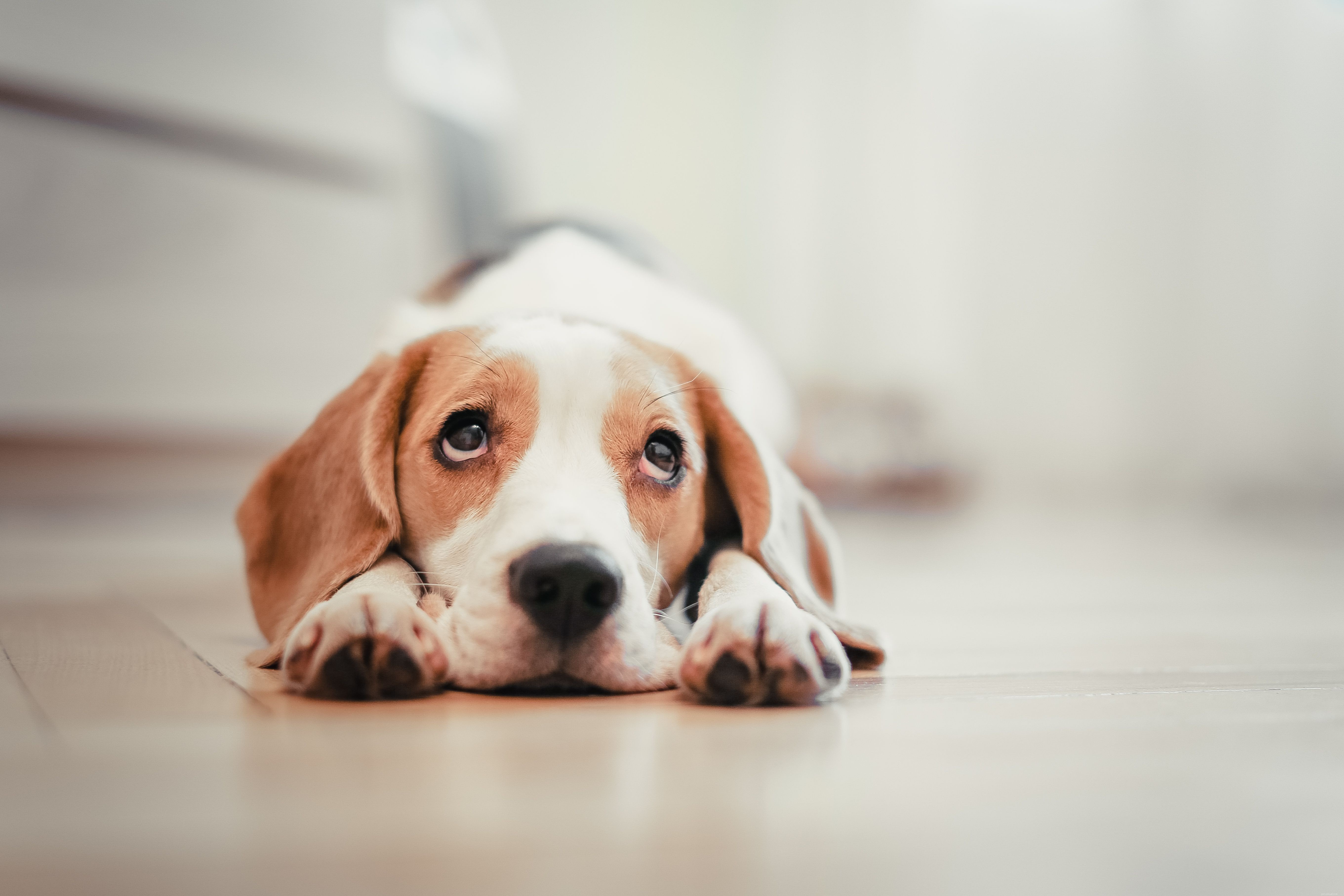 10 comuni problemi di salute dei cani
