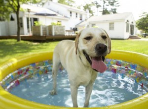 犬にとって暑すぎるのはどれくらいですか？ 