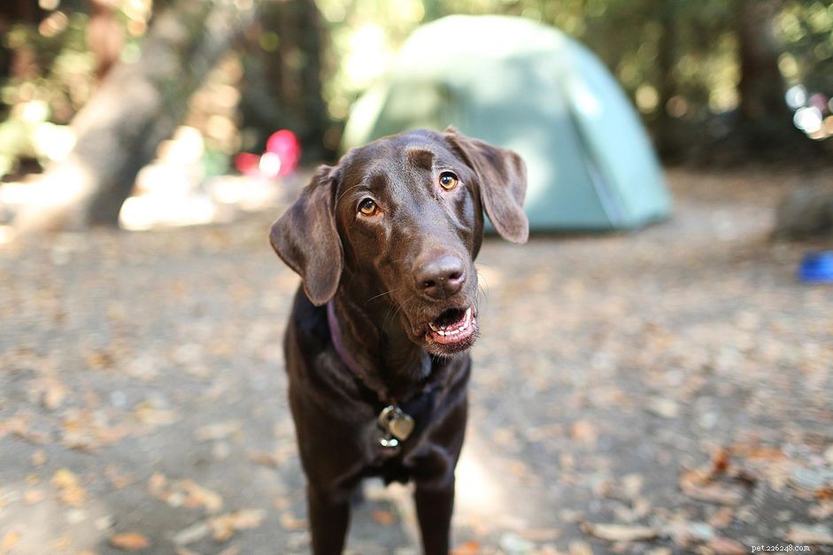 12 dicas para acampar com cães com segurança