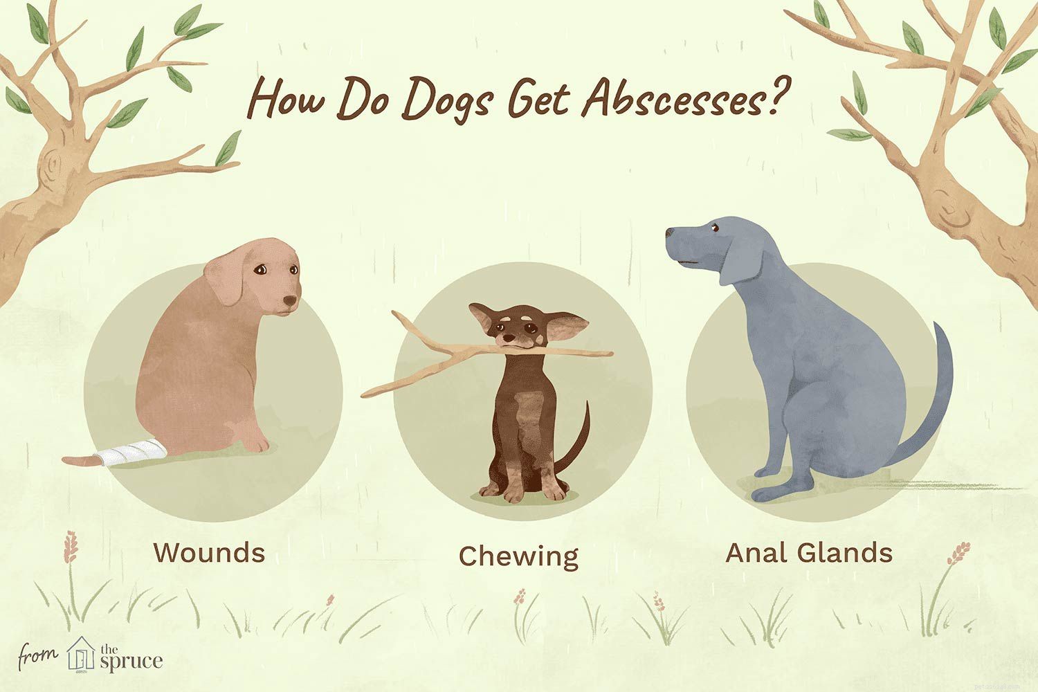 Het identificeren en behandelen van abcessen bij honden