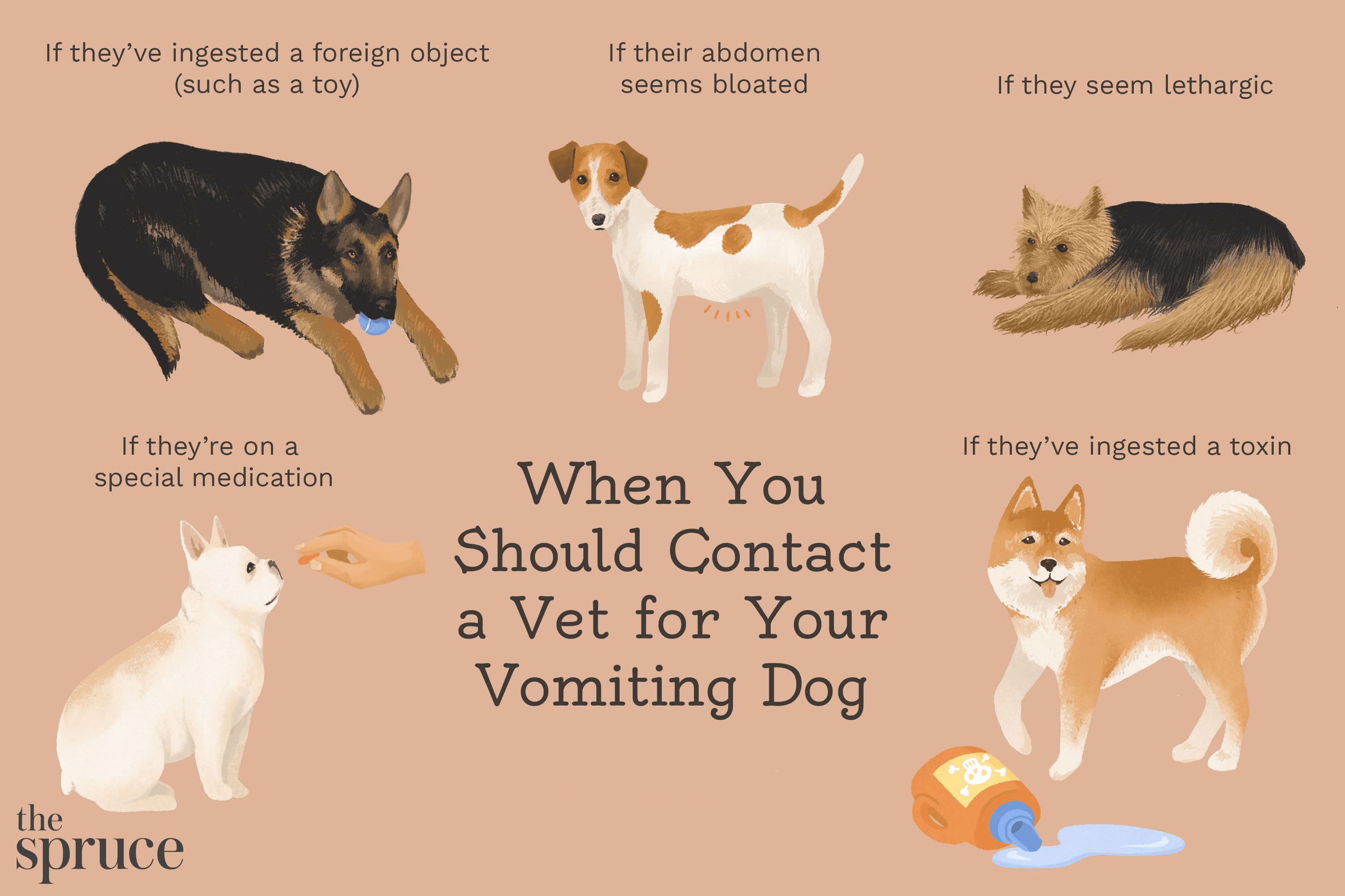 Il vomito nei cani