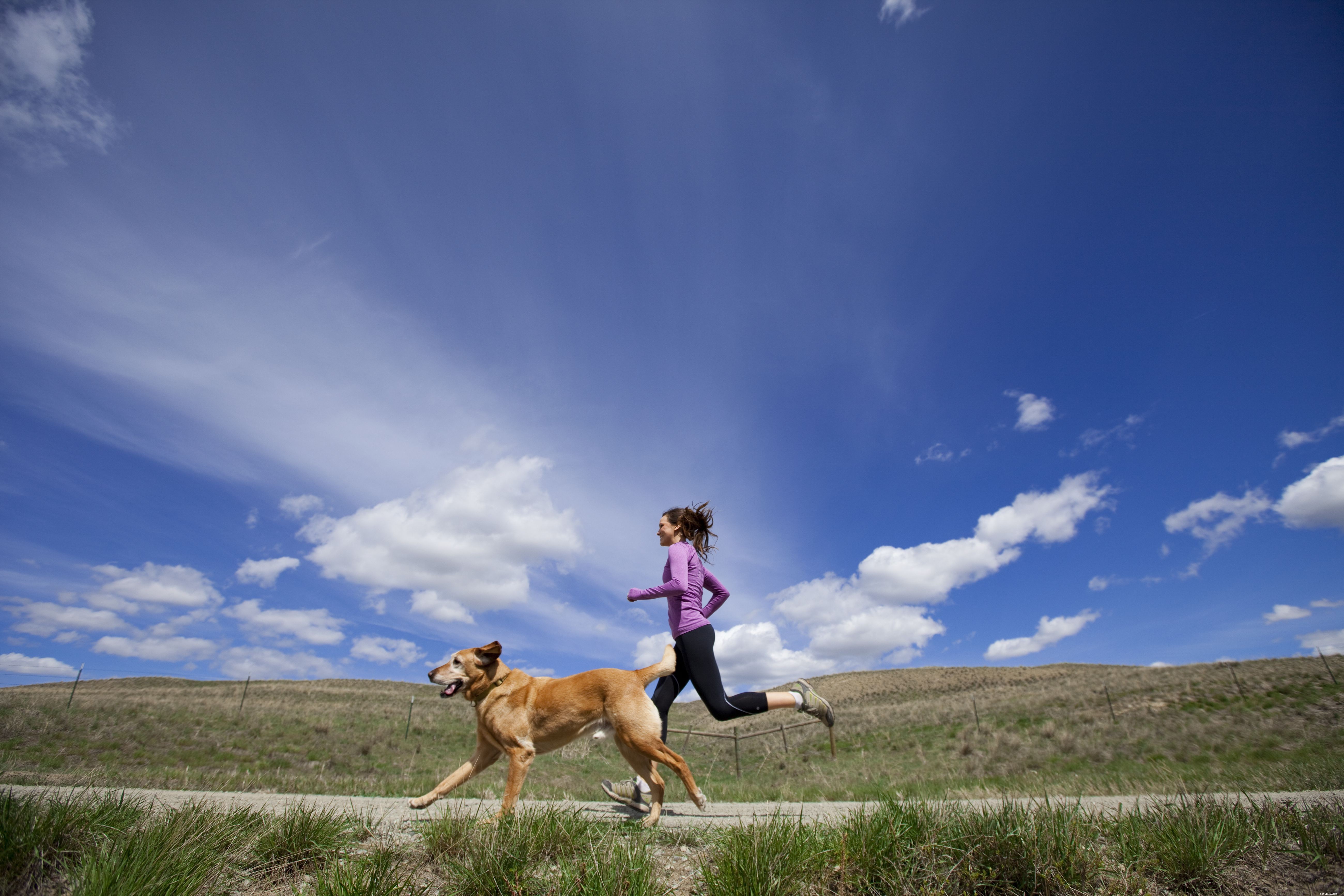 あなたの犬と一緒に運動するための素晴らしい方法 
