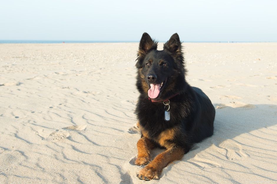 Czech Sheepdog:Características e cuidados da raça do cão