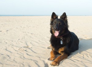 체코 쉽독:개 품종 특성 및 관리