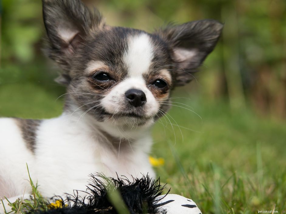 Co potřebujete vědět o Teacup Dogs