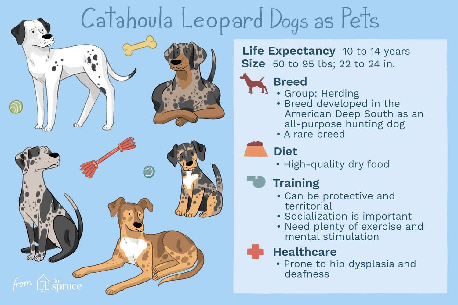 Catahoula Leopard Dog:kenmerken en verzorging van hondenrassen