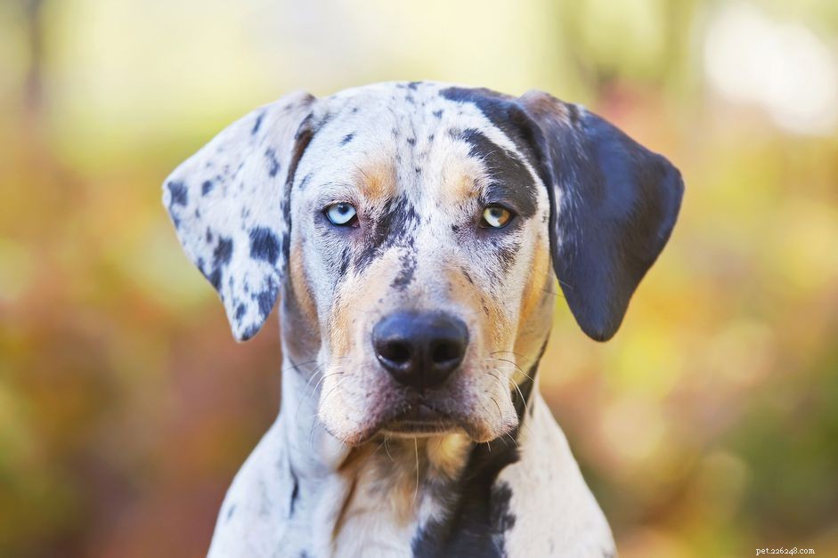 Catahoula Leopard Dog:caratteristiche e cure della razza canina
