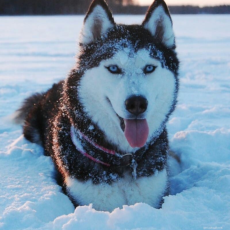 8 fatos surpreendentes sobre os huskies siberianos
