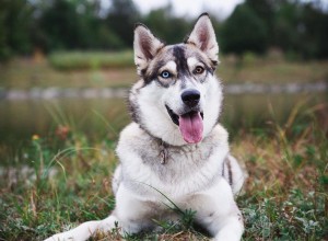 8 fatos surpreendentes sobre os huskies siberianos