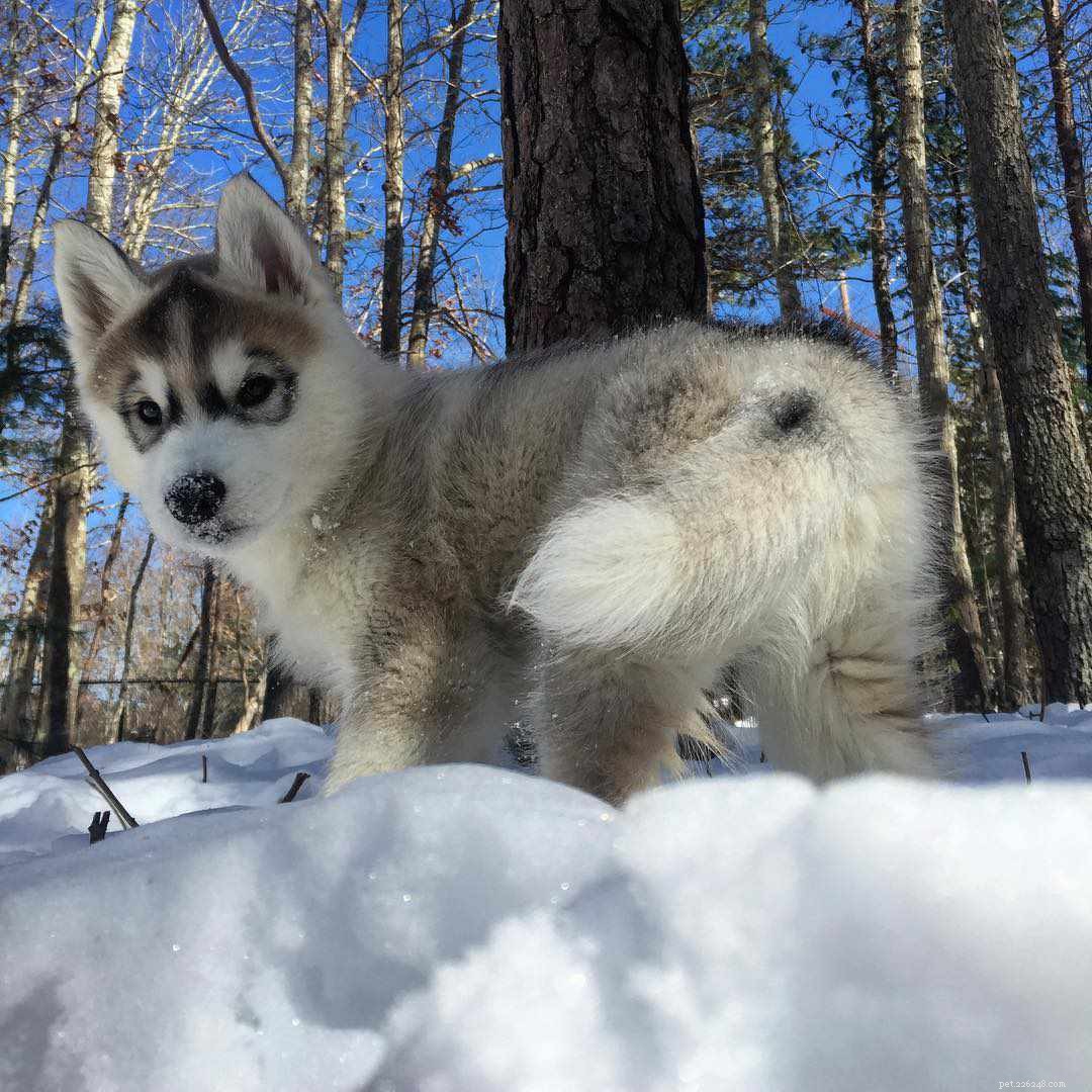 8 fatti sorprendenti sui husky siberiani