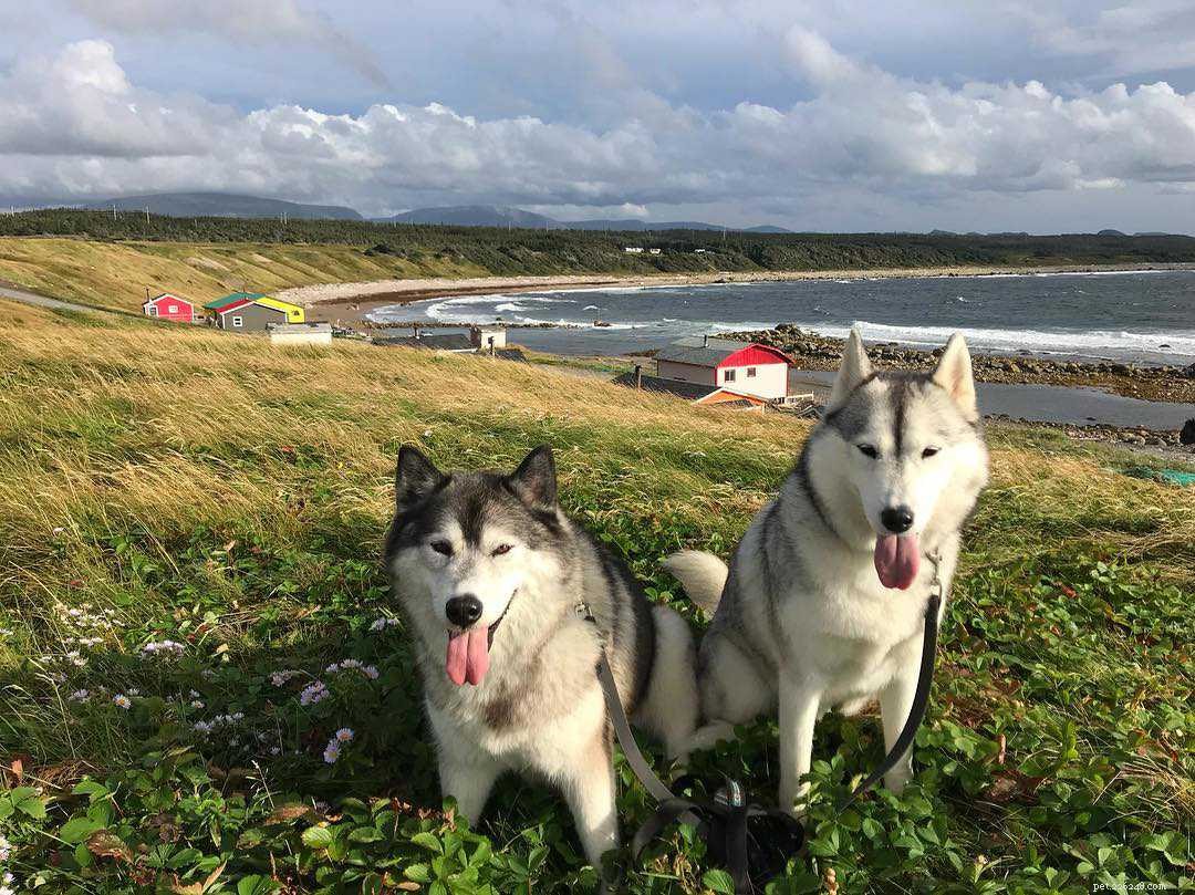 8 faits étonnants sur les Huskies de Sibérie