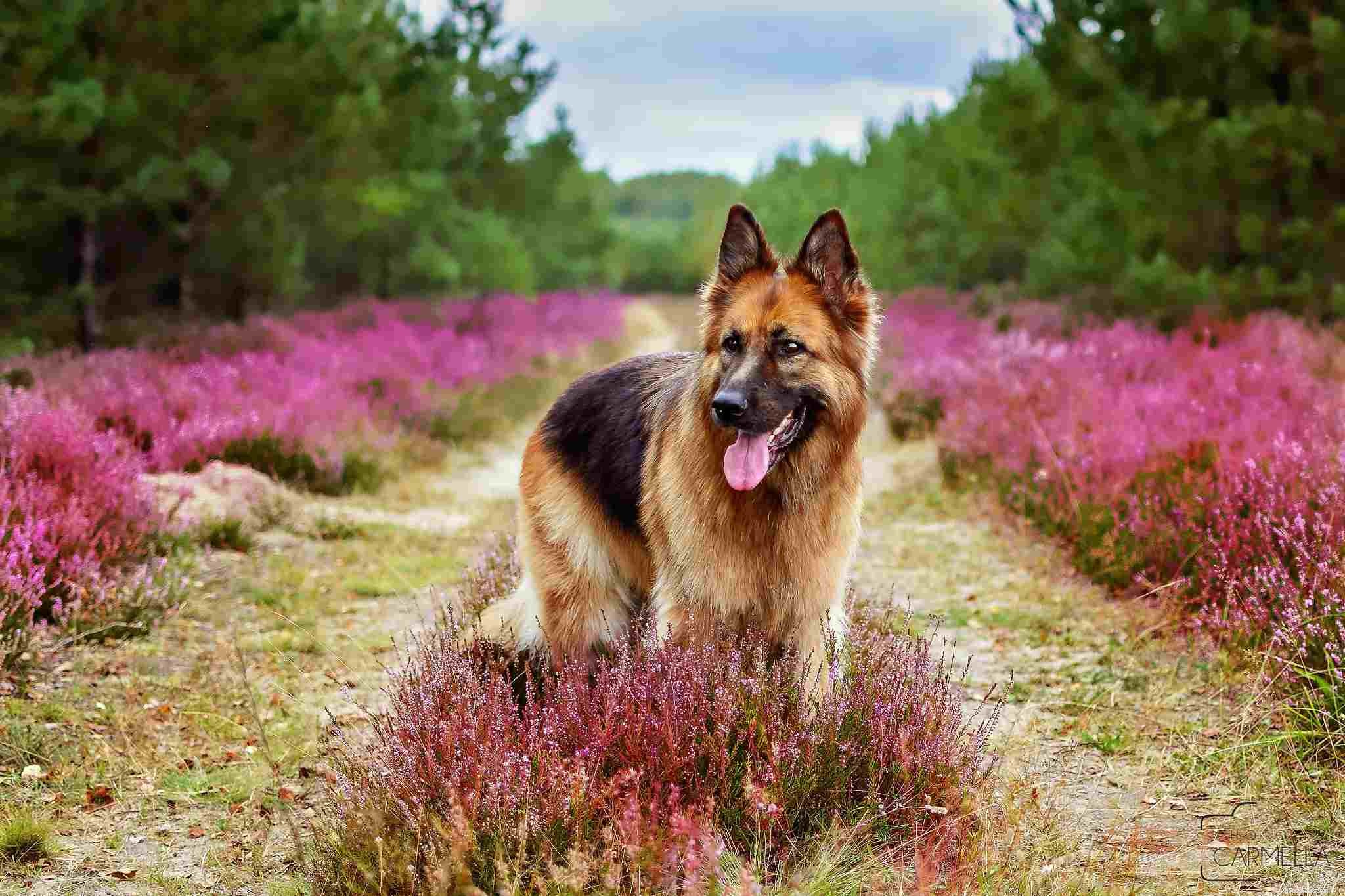 16 lindos cães e filhotes de pastor alemão