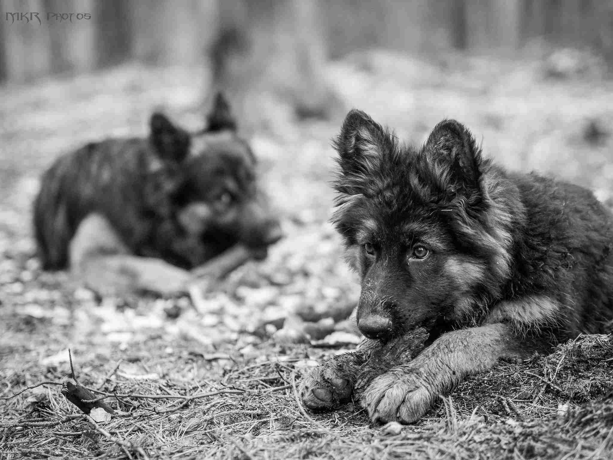 16 simpatici cani e cuccioli di pastore tedesco