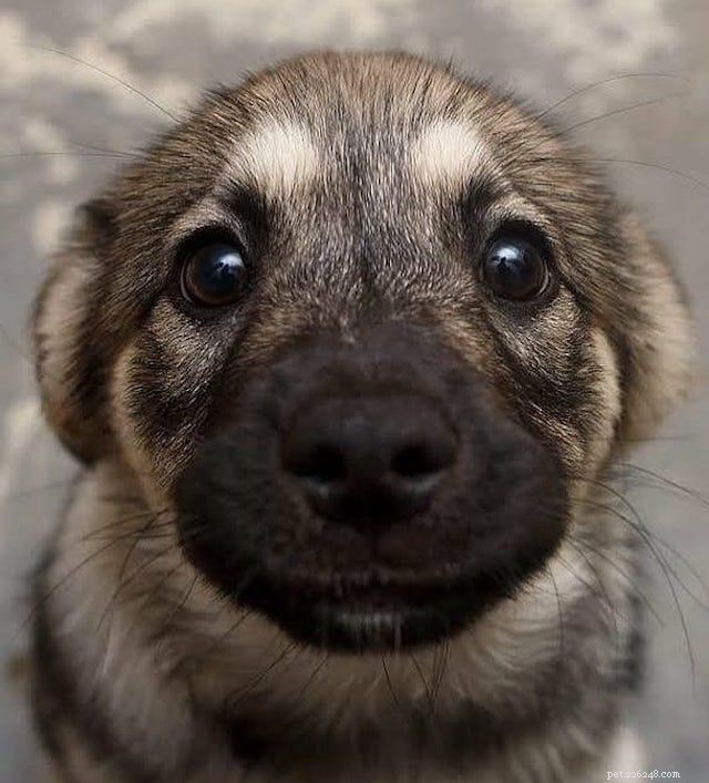 16 schattige Duitse herdershonden en puppy s