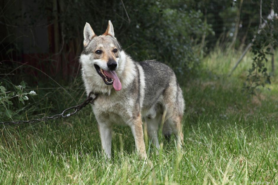 늑대 개를 애완 동물로 키워야 합니까?