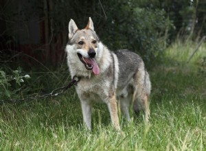 Você deve manter um cão lobo como animal de estimação?