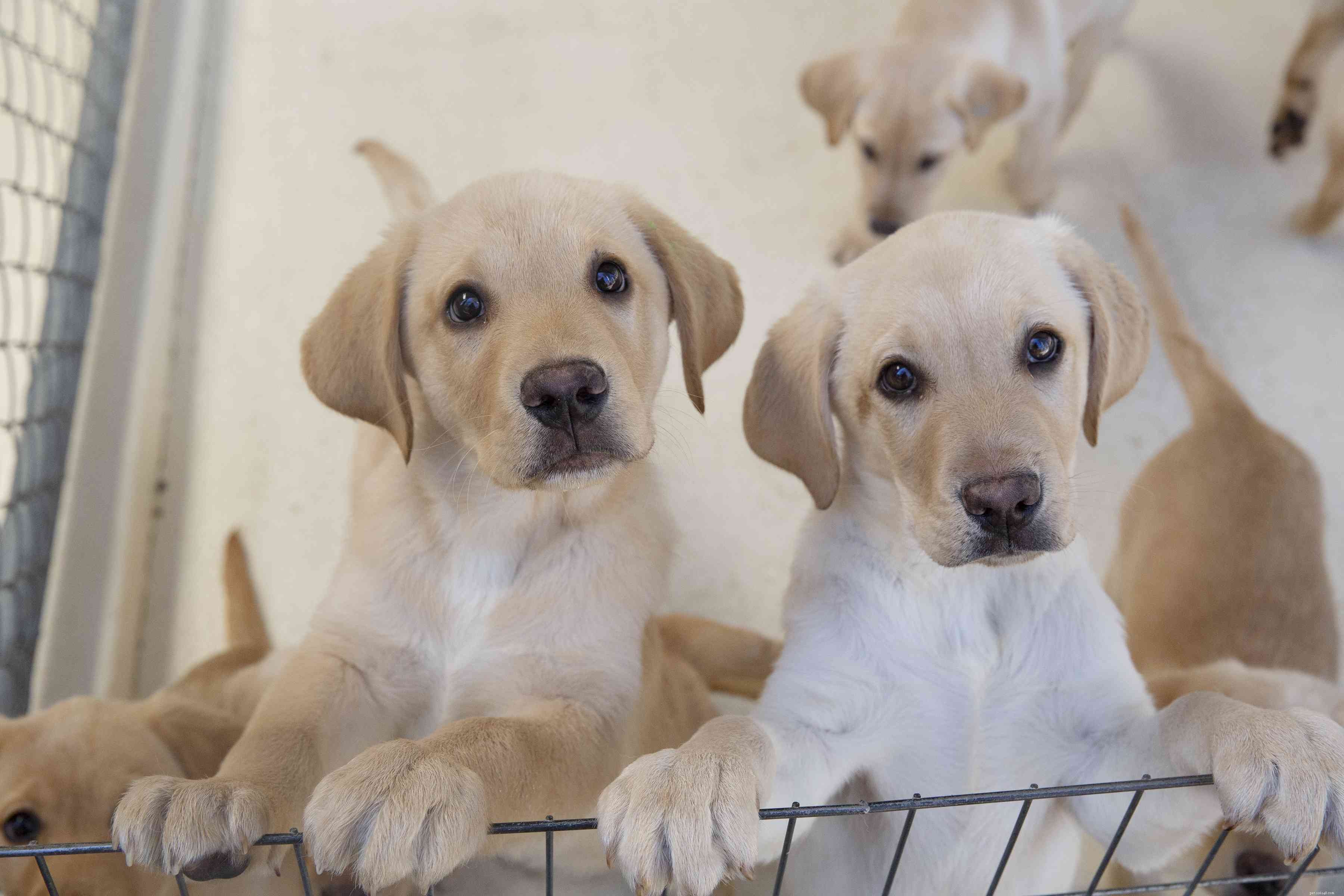 Puppies 101:hoe zorg je voor een puppy