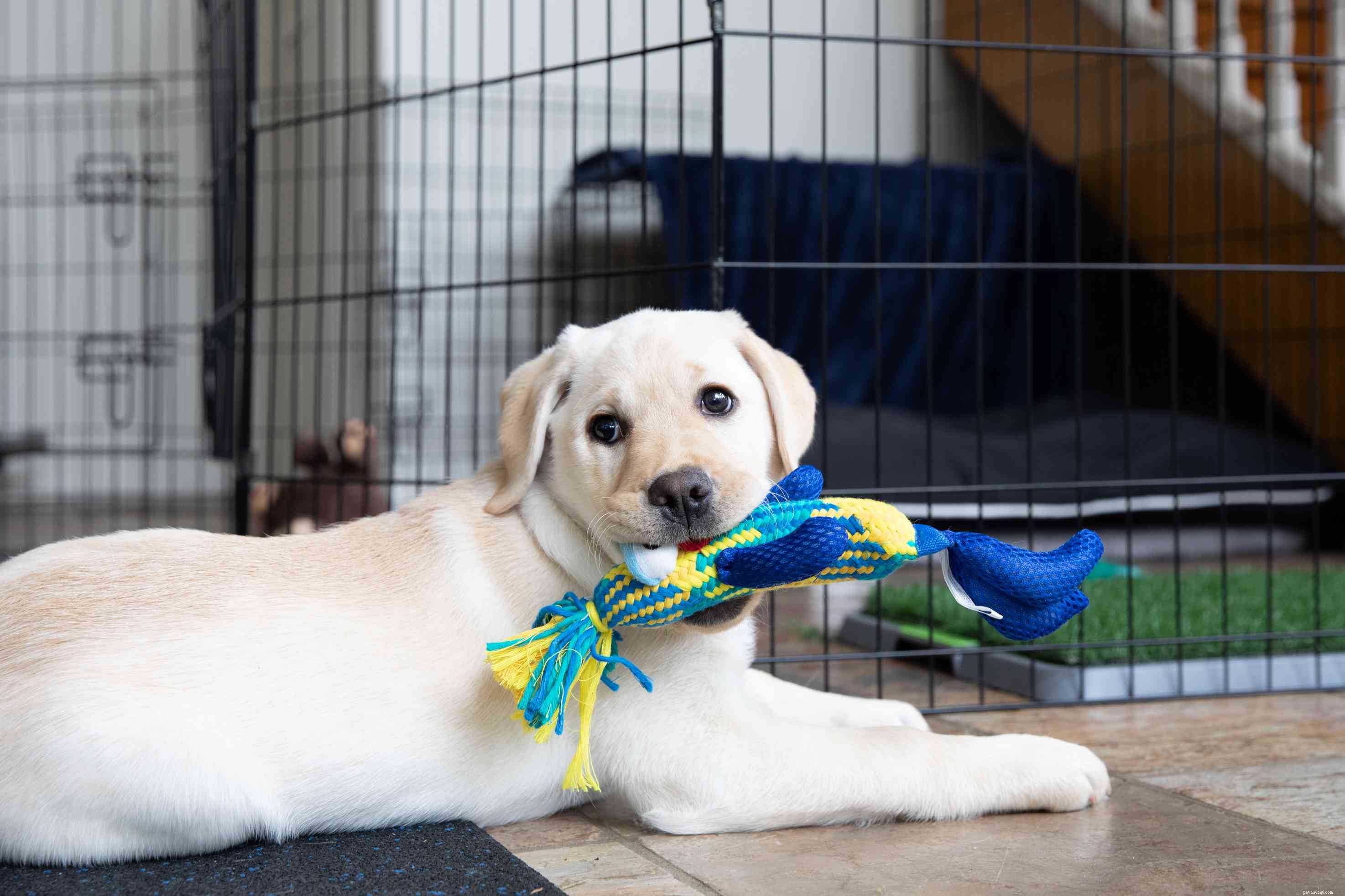 Puppies 101:How to Care for a Puppy