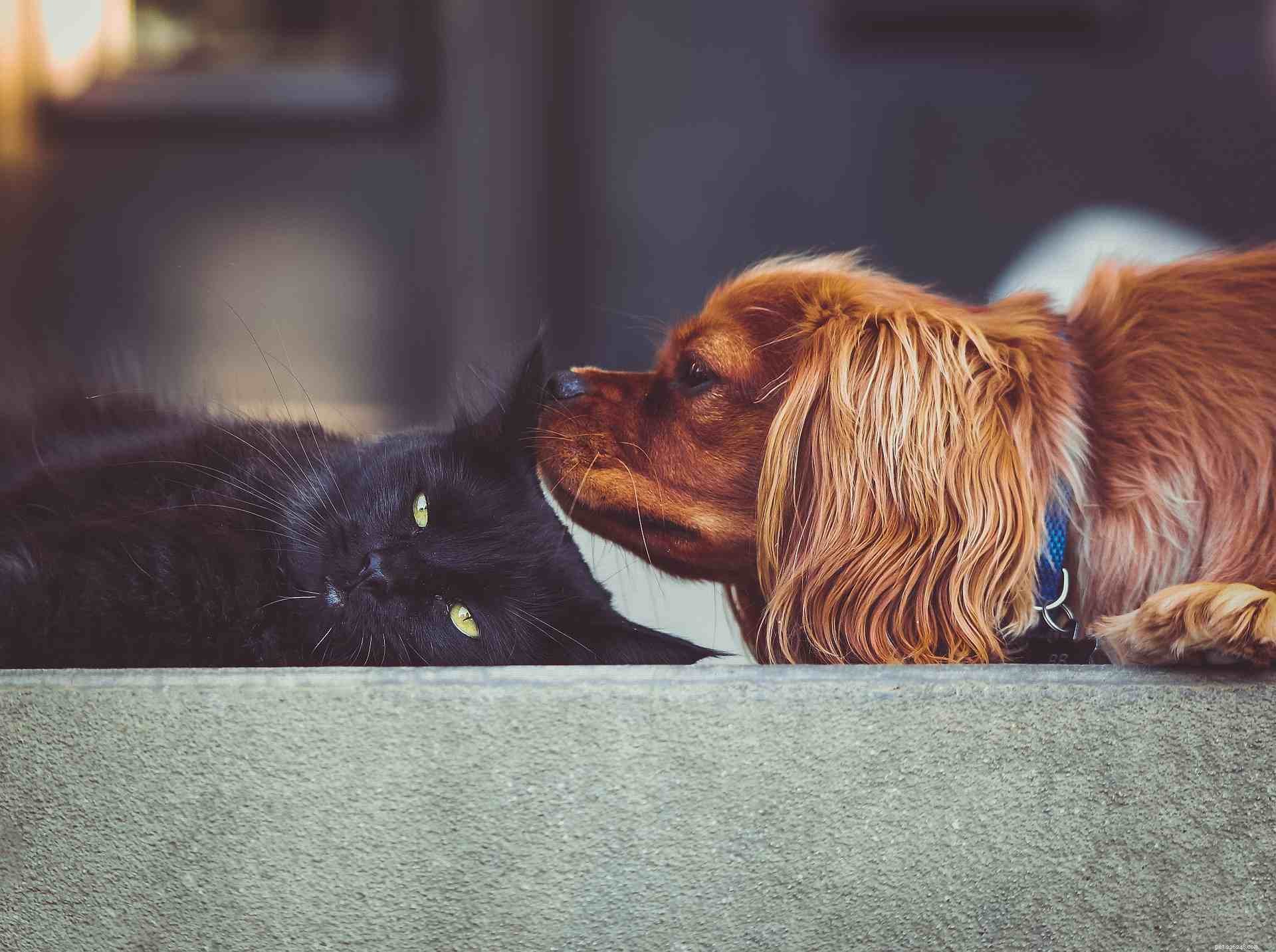 Доказательство того, что щенкам и котятам лучше вместе