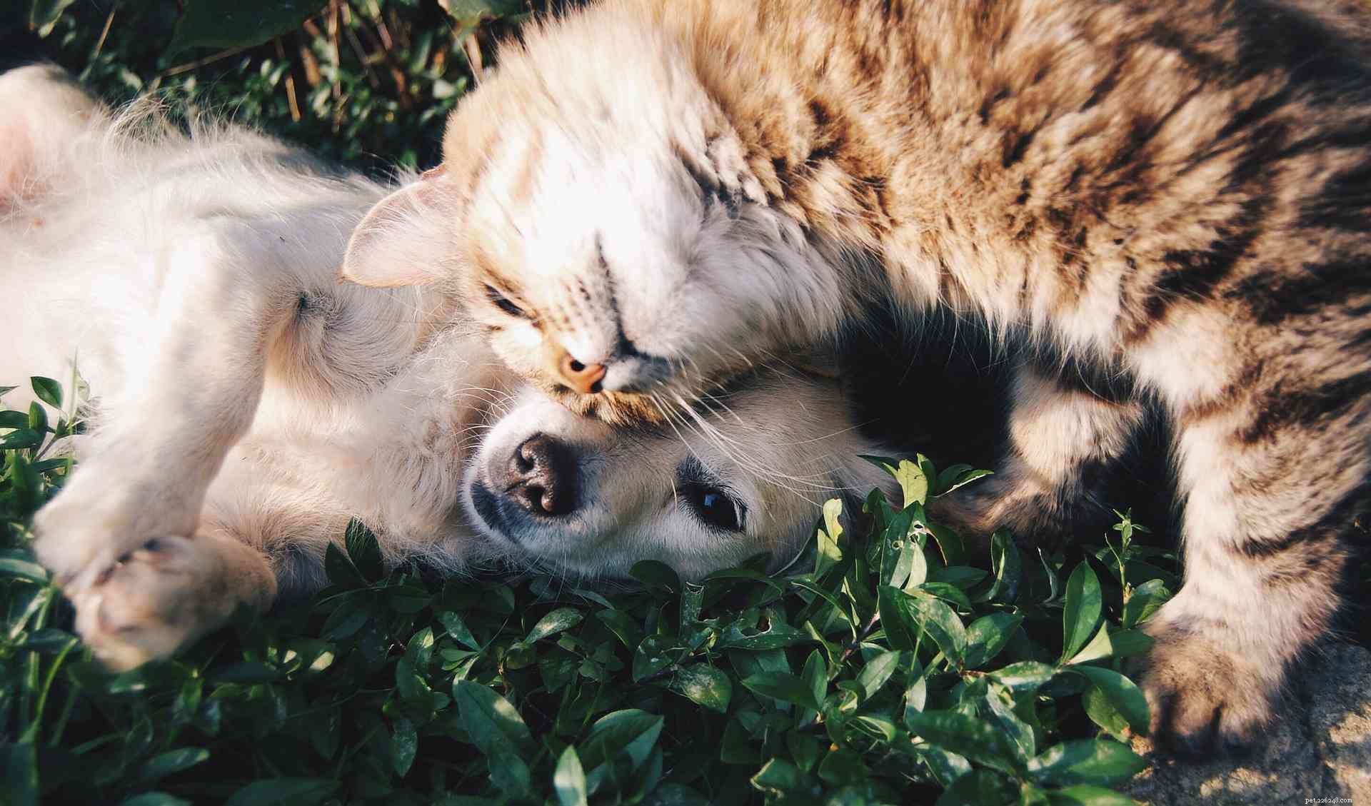 Доказательство того, что щенкам и котятам лучше вместе