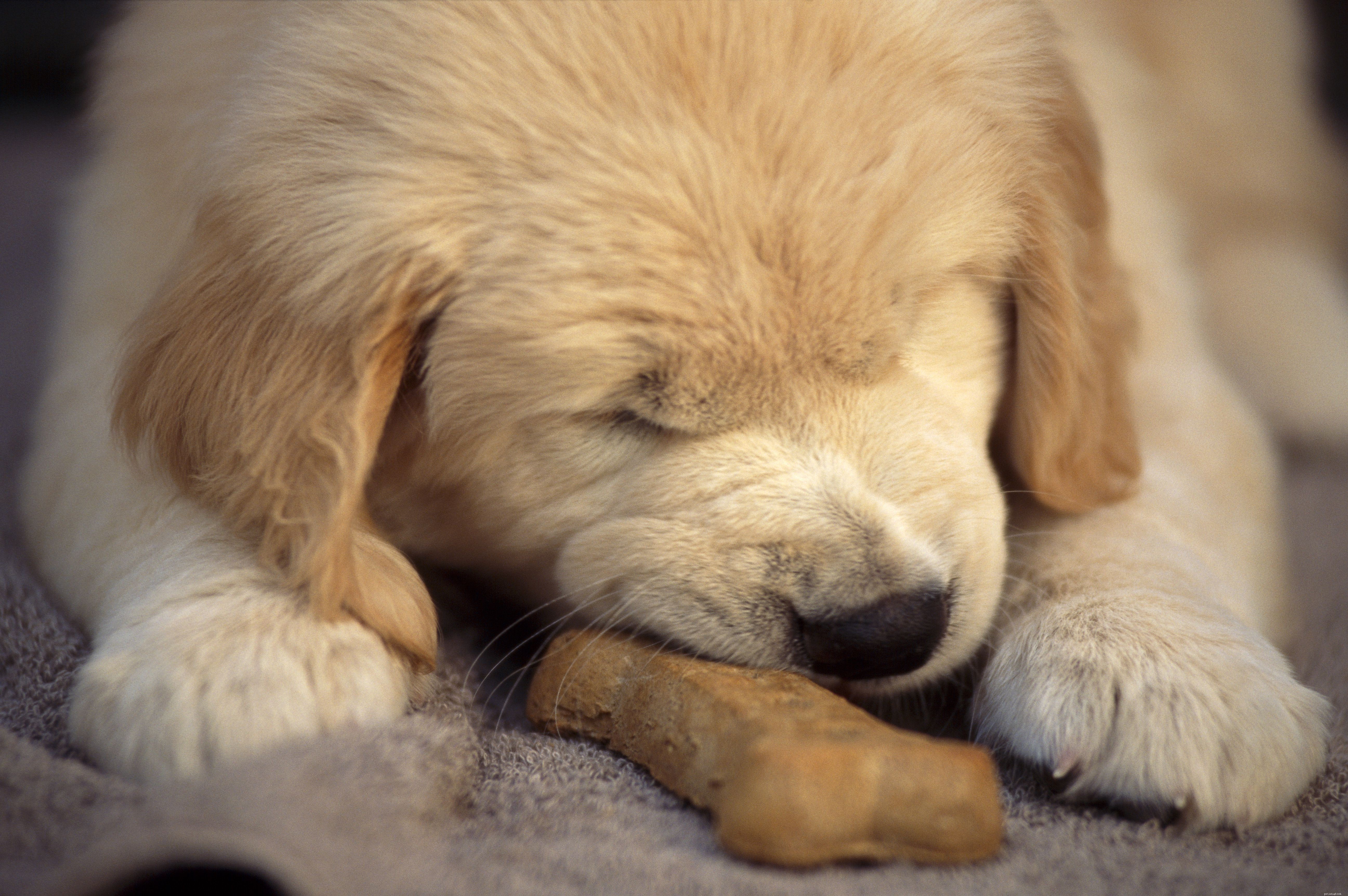 Cure odontoiatriche per cuccioli
